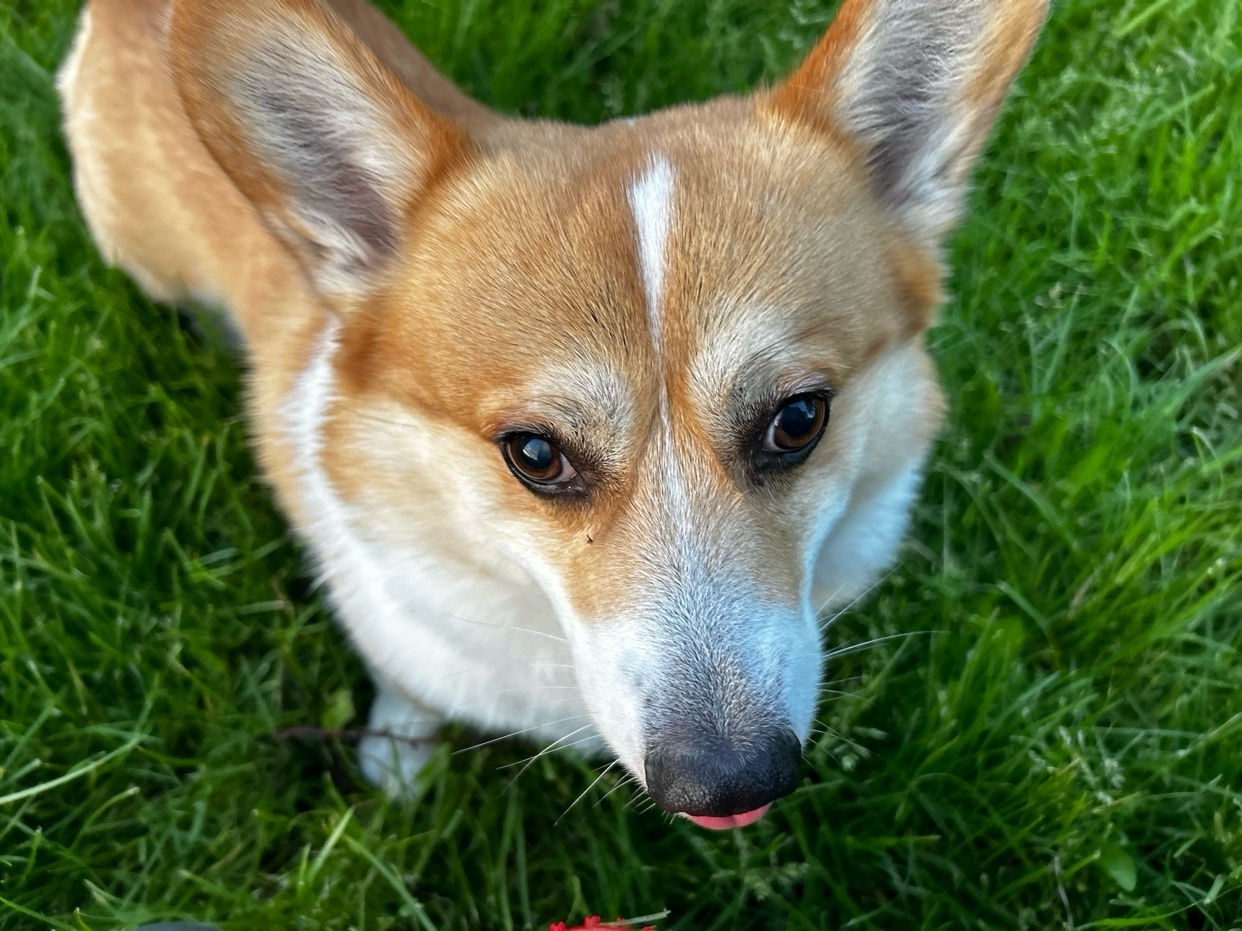 A close-up portrait of a corgi looking up at the camera. The dog is in a grassy area.