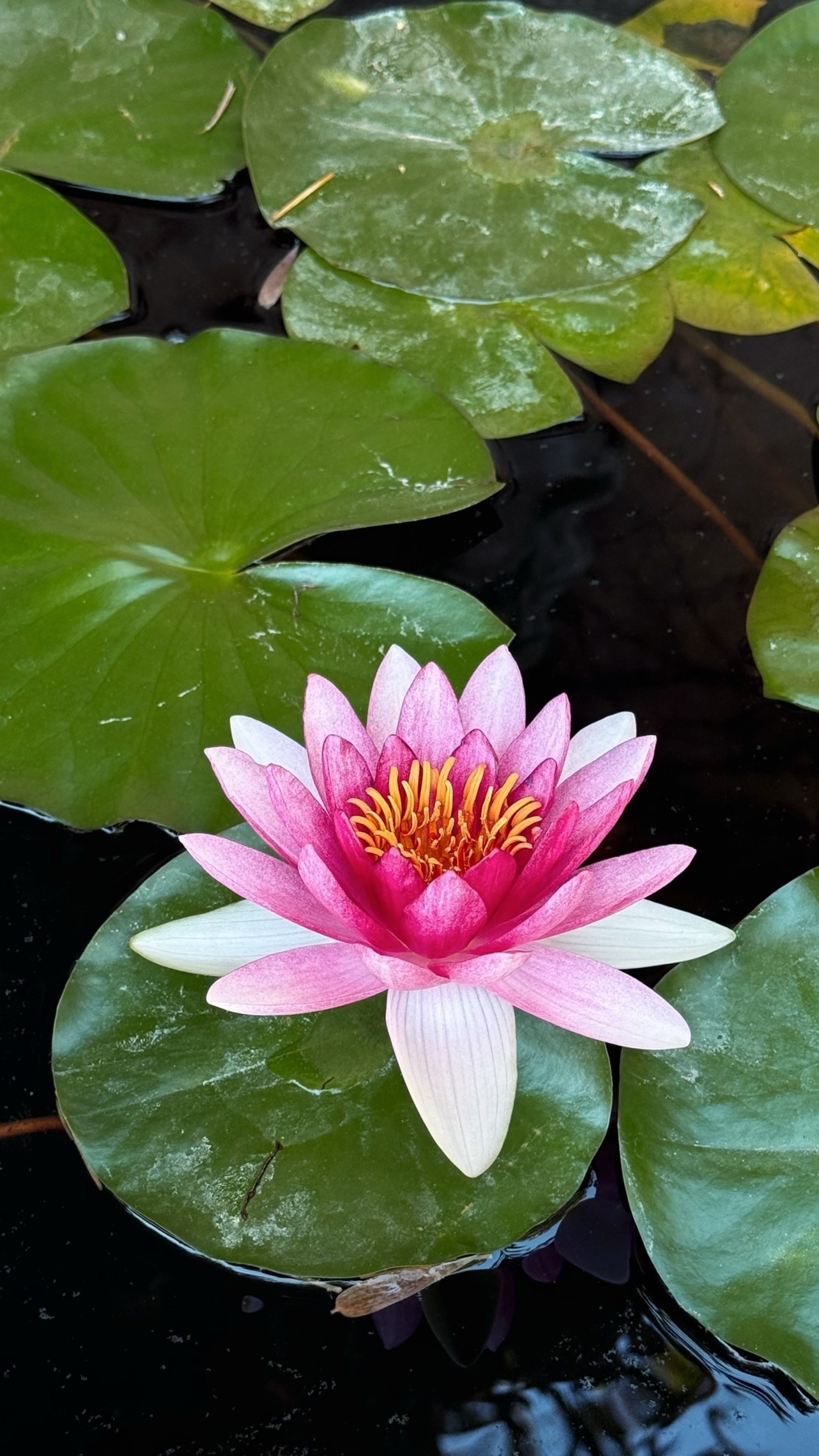 A vibrant pink water lily blooms in a dark pond, surrounded by large green lily pads. The delicate petals of the flower are a soft pink, fading to white at the tips, with a bright yellow center.