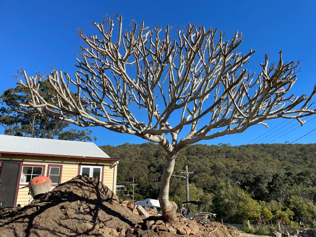 A large, bare tree with intricate branches stands against a bright blue sky. A small yellow house with a white roof is visible to the left, with a pile of dirt in the foreground.