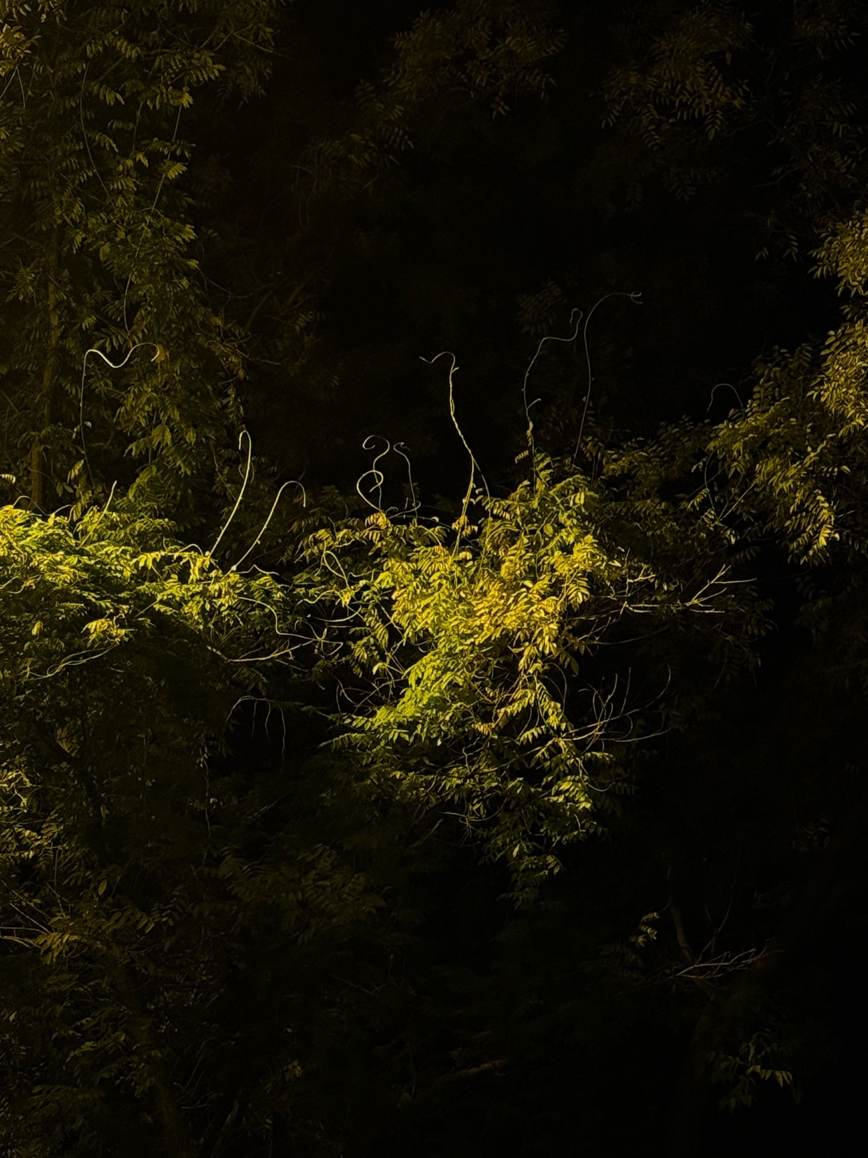 A dark, moody photo of lush green foliage, with sunlight filtering through the leaves. The image captures the textures and shadows of the natural environment.