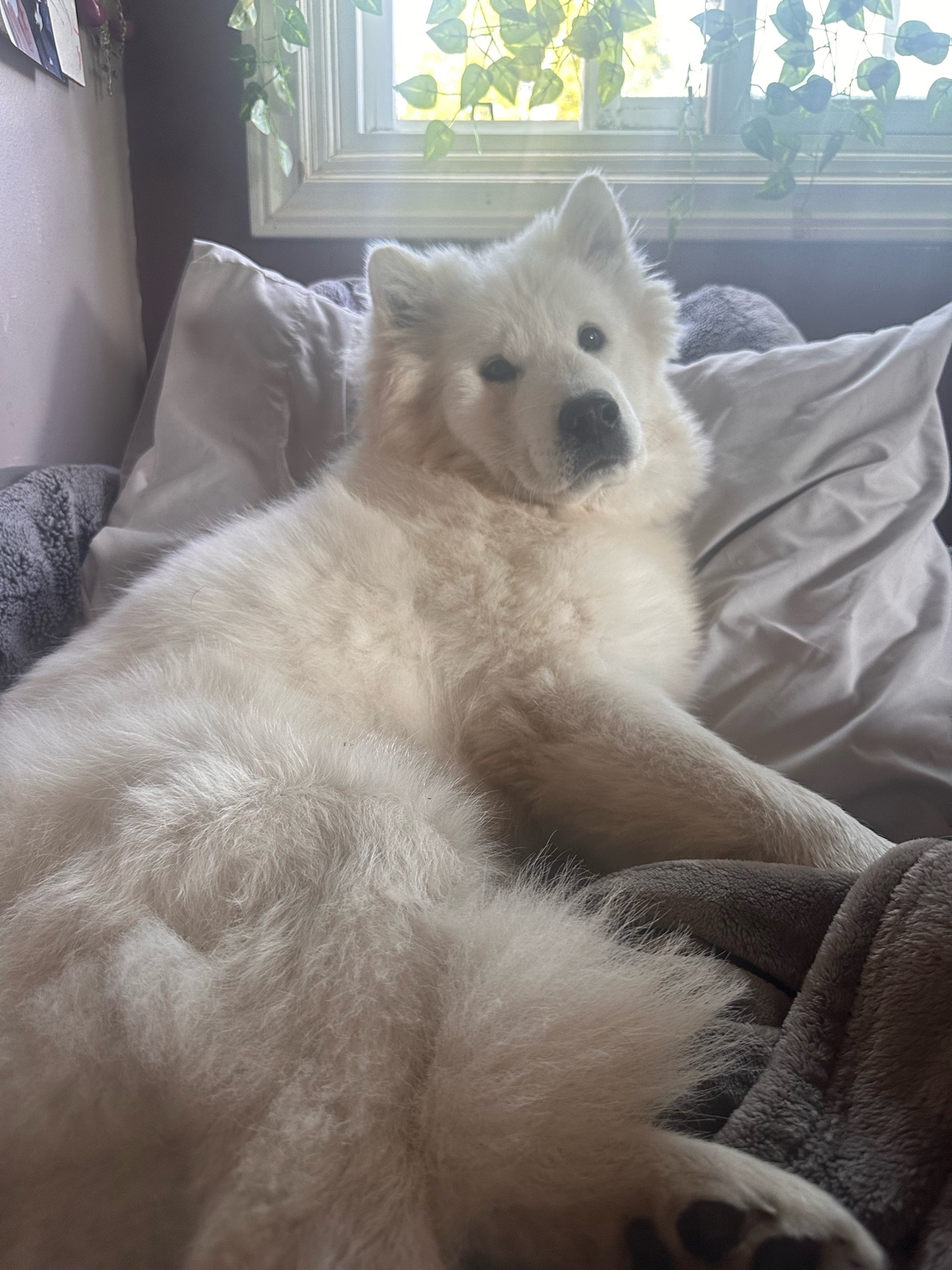A fluffy white Samoyed dog lounges on a couch, looking towards the camera with a relaxed expression. The dog is surrounded by pillows and a blanket, with a window and plants visible in the background.