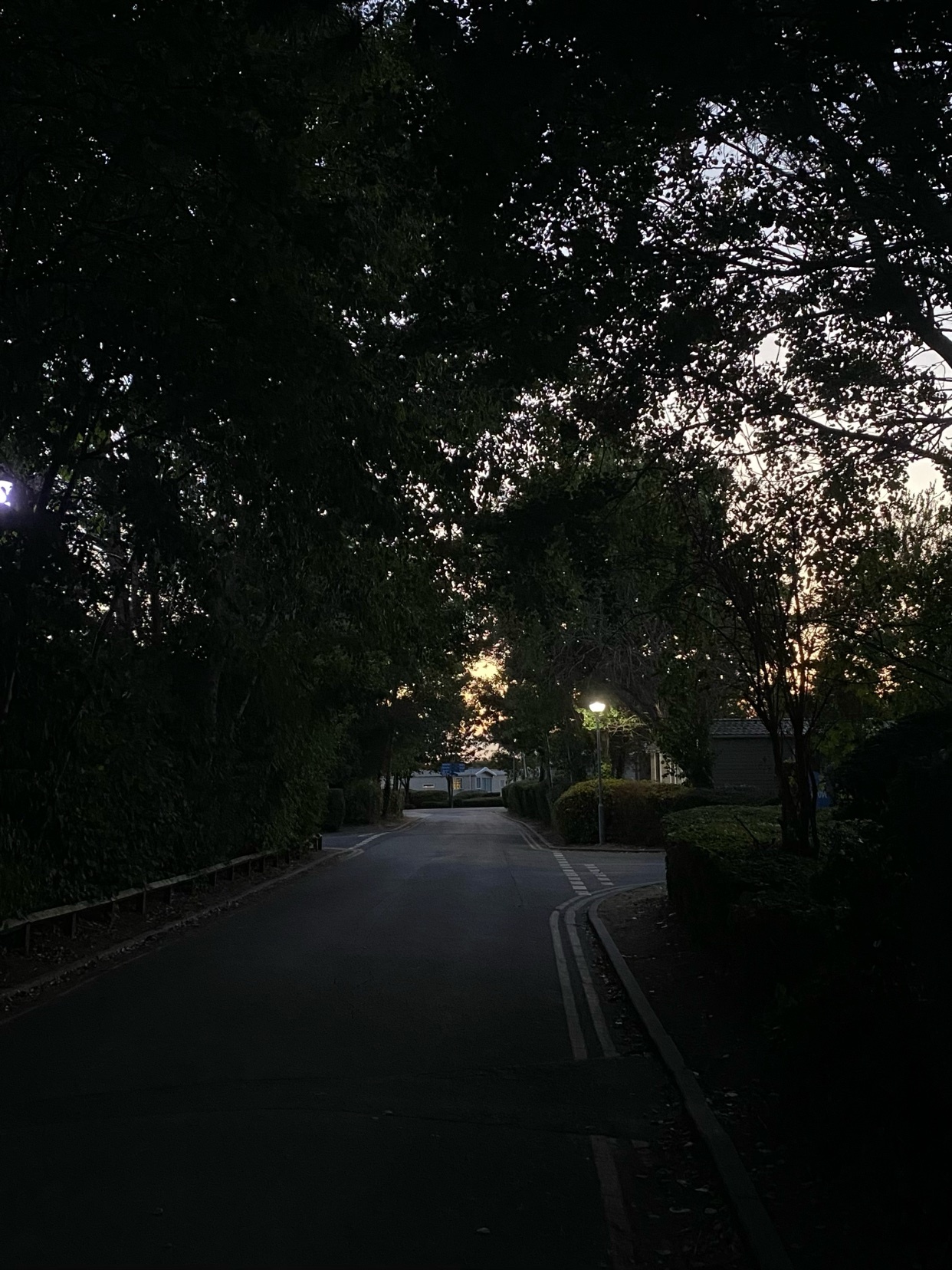 A dark, tree-lined road stretches into the distance as dusk settles. The leaves on the trees suggest it is autumn.