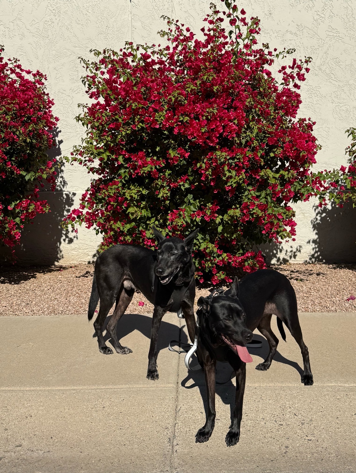 Photo by introducinglogan