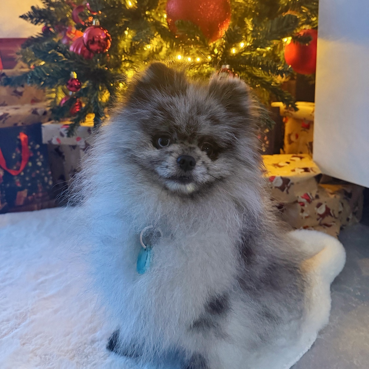 A cute Pomeranian dog sits in front of a Christmas tree. The dog is fluffy and has a blue collar.