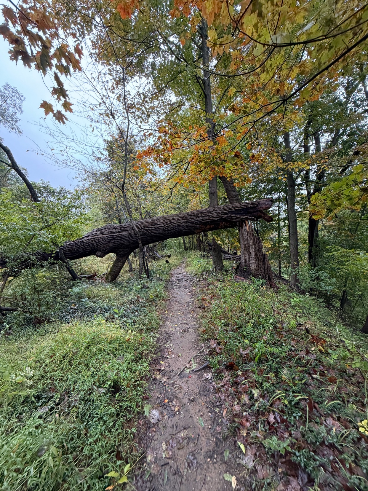 A fallen tree lies across a narrow hiking path in a forest during autumn. The leaves on the surrounding trees display vibrant fall colors, and the path is covered in fallen leaves and mud.