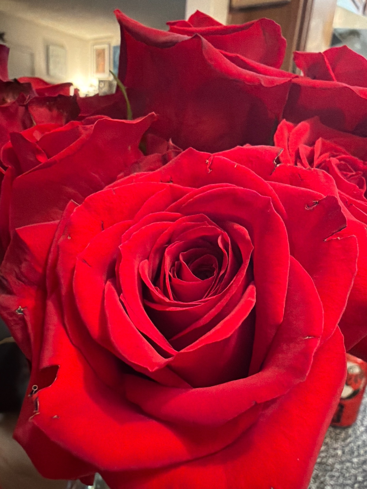 A close-up shot of a vibrant red rose, showcasing its intricate petals. The image captures the beauty and detail of the flower.