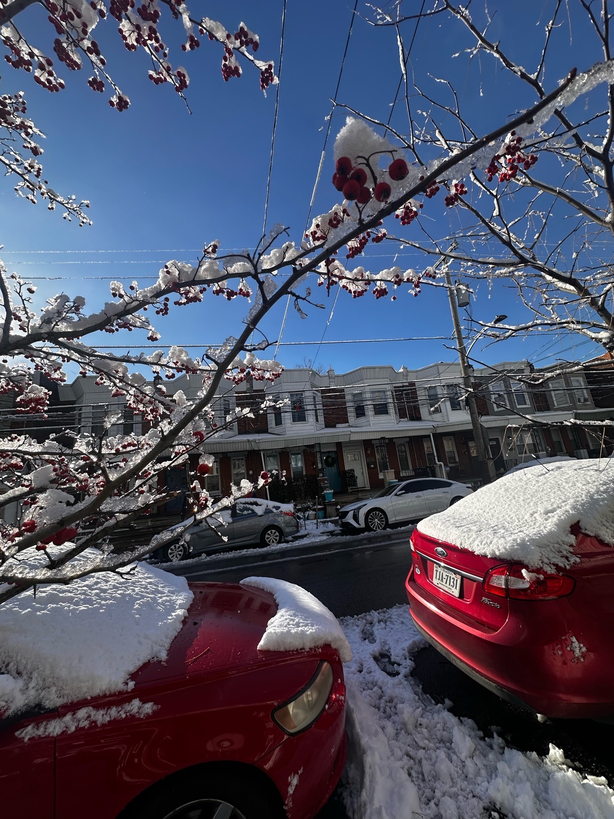 A snowy street scene in Philadelphia. Snow covers cars and tree branches.
