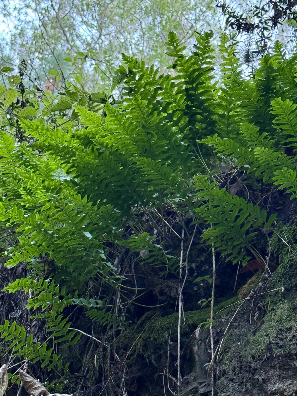 Photo by sam-avocado