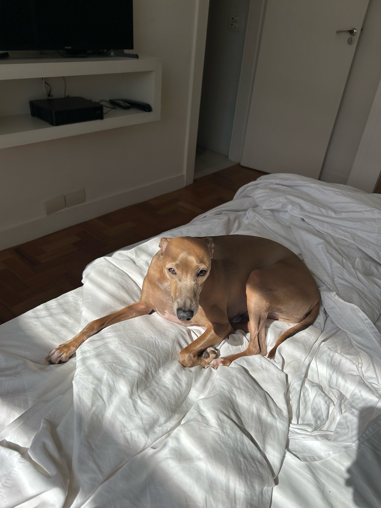 A tan Italian Greyhound dog lies on a white, rumpled bed, bathed in sunlight. The dog is looking towards the camera with its head slightly tilted.