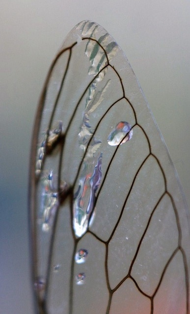 Photo by little.warri0r