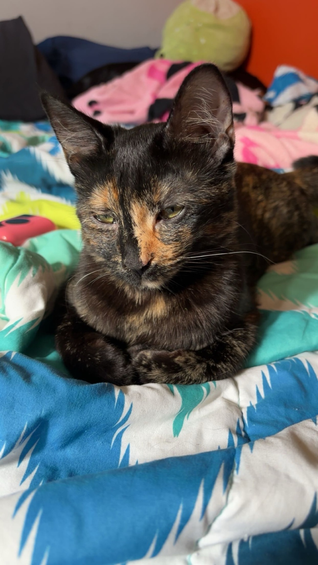 A close-up photo of a tortoiseshell cat lying on a bed. The cat has a serious expression.