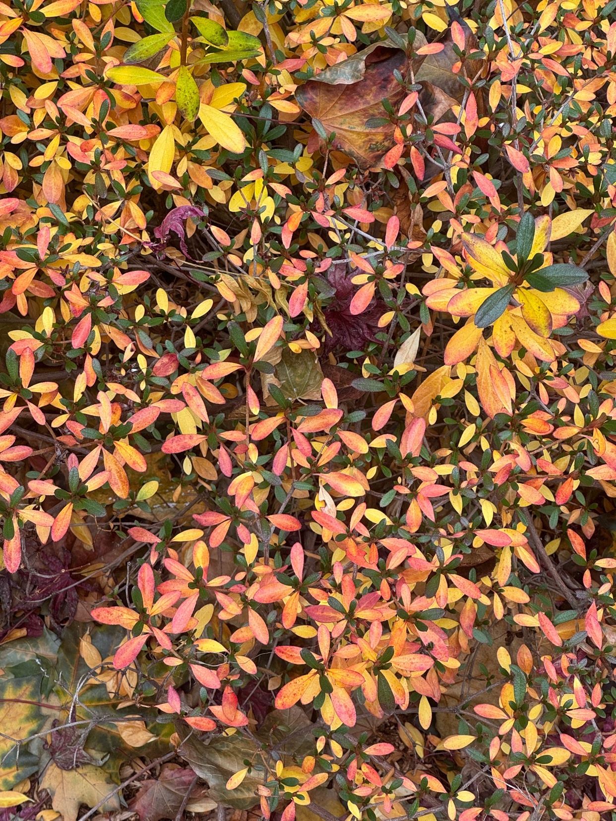 Photo by harrymcsteen