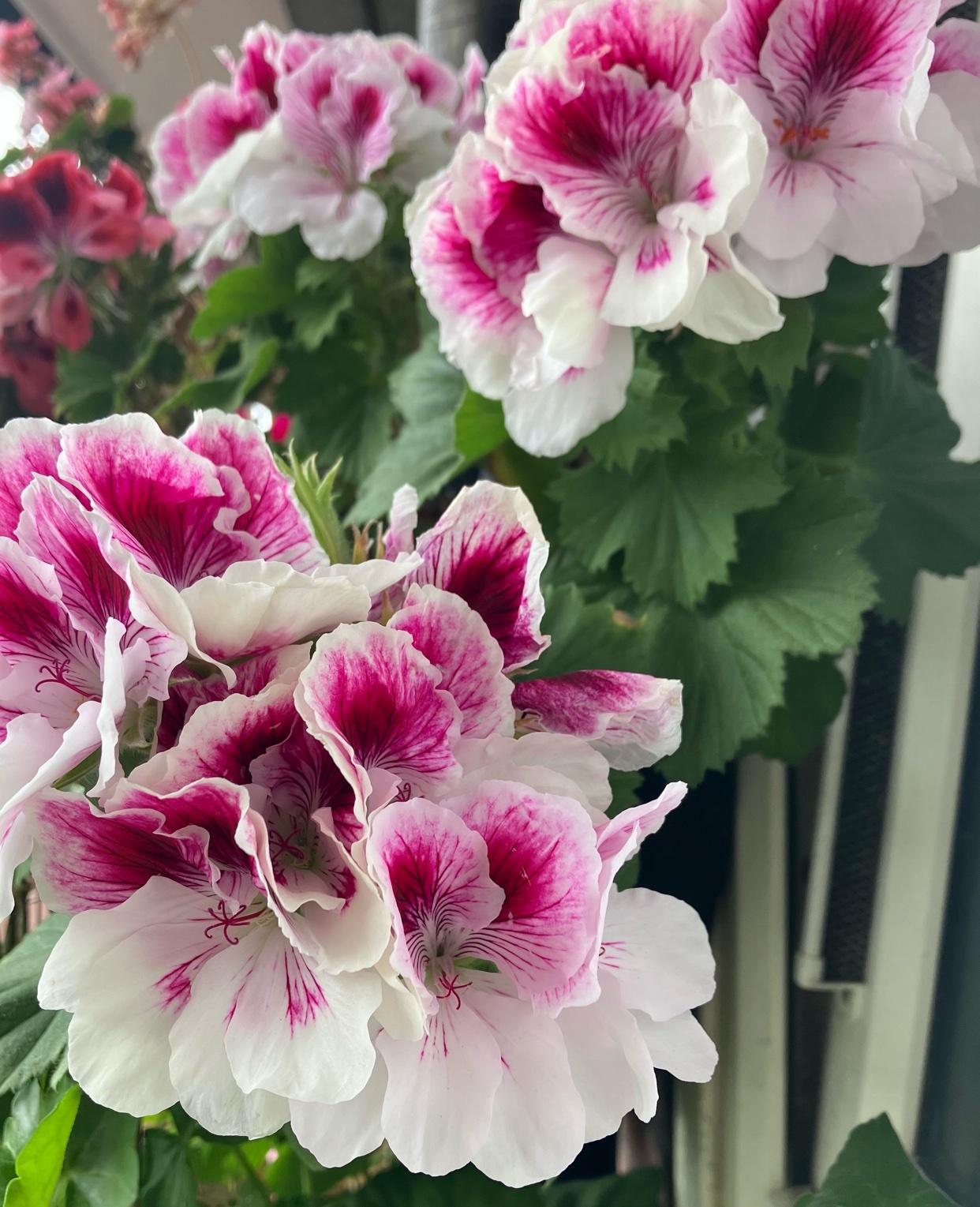 Close-up of vibrant pink and white butterfly geraniums in full bloom, with lush green leaves visible.
