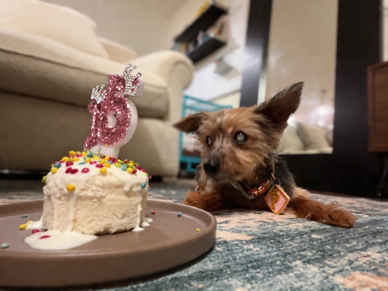 A small dog with a birthday cake in front of it. The cake has a candle on top and is decorated with sprinkles. The dog is looking at the cake.