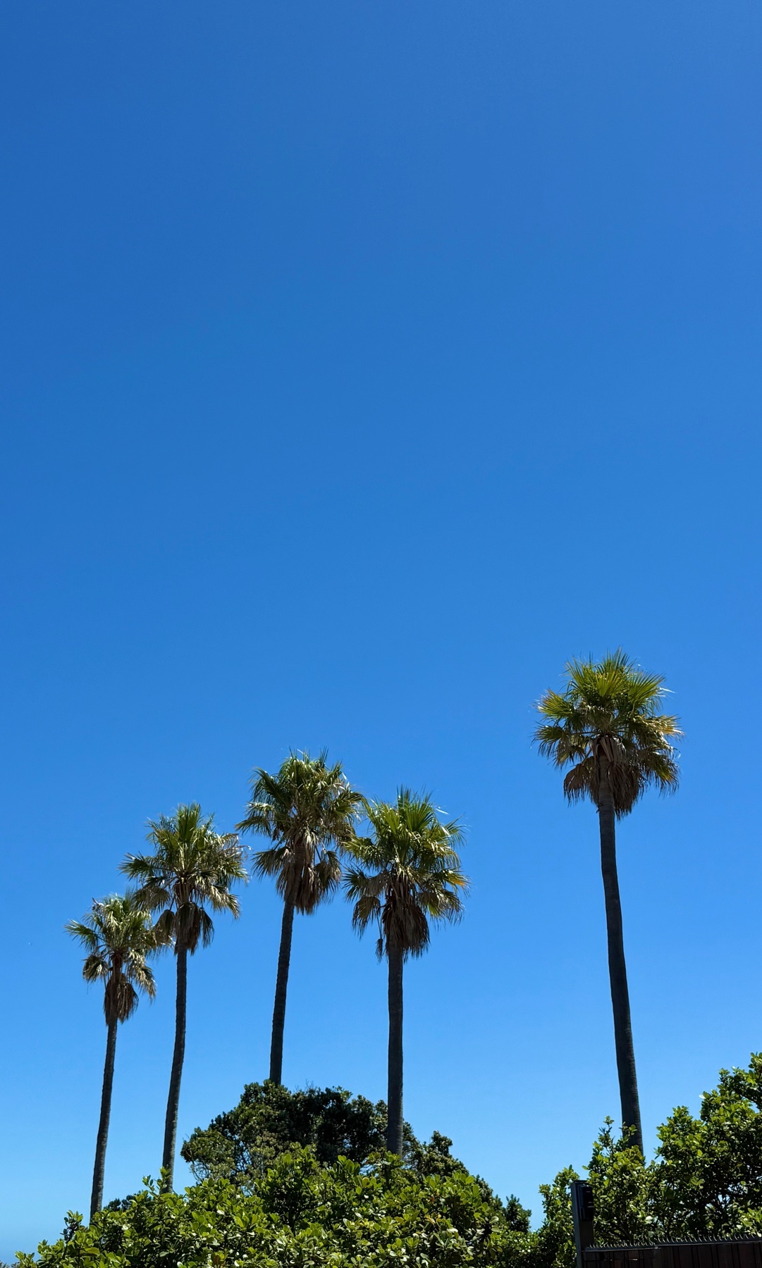 Palm trees stand tall against a bright blue sky, suggesting a sunny day at the beach. The image captures a sense of travel and tropical vibes.
