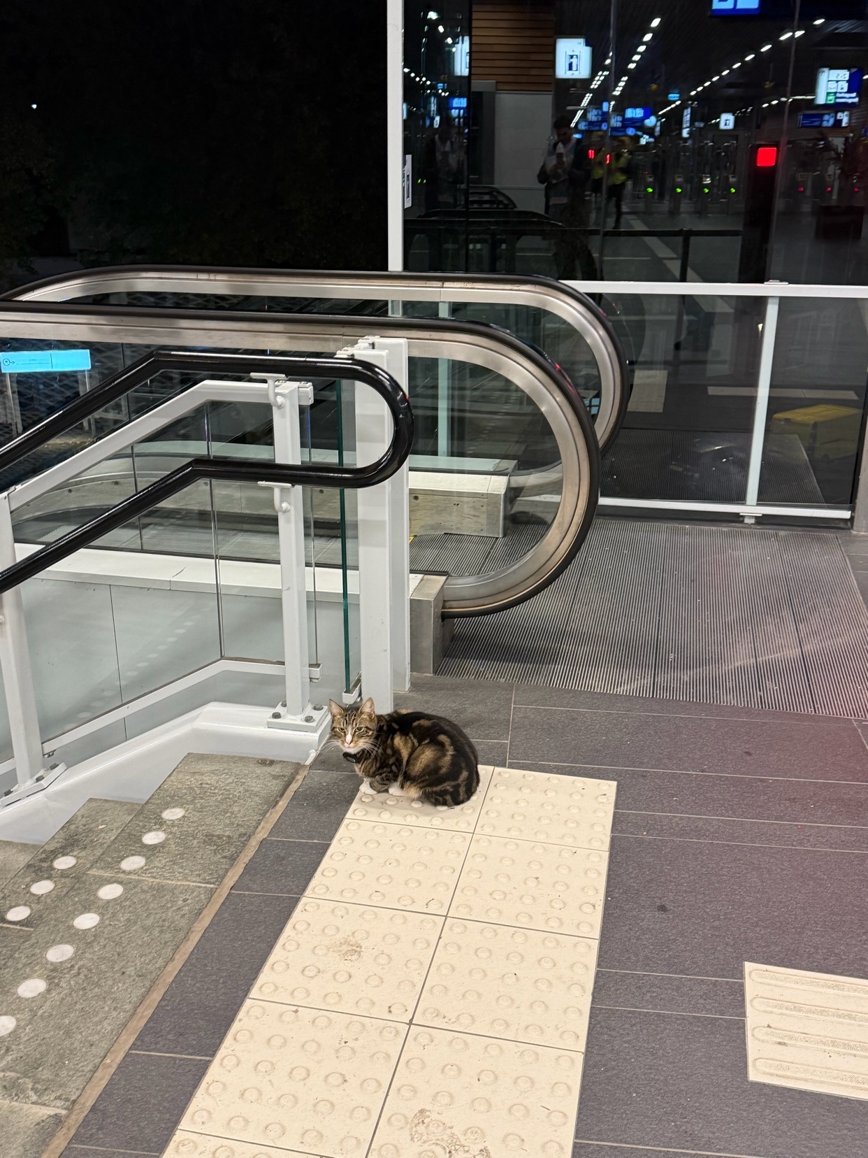 A tabby cat sits on a textured mat next to a set of stairs and an escalator in what appears to be a public transit station.