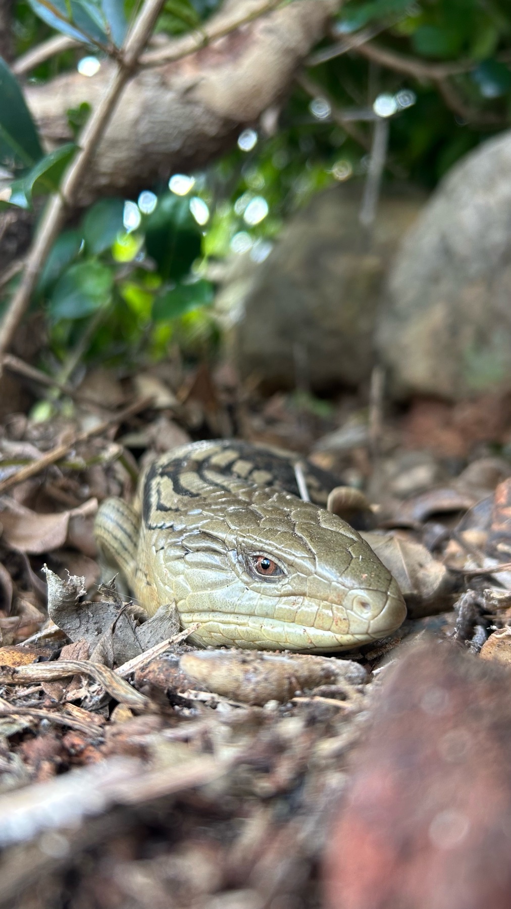 A close-up, low-angle shot captures a blue-tongue lizard resting amongst dry leaves and dirt in a garden. The lizard's textured, scaly skin and its eye are clearly visible, with blurred greenery and rocks forming the background.