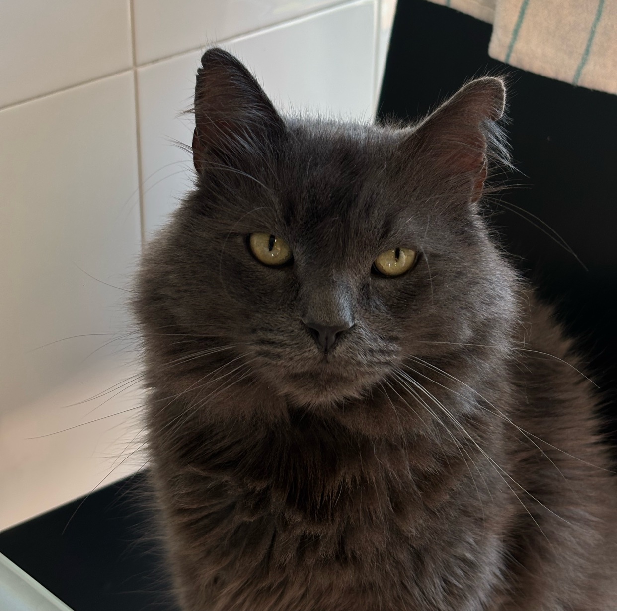 A close-up portrait of a fluffy grey cat with yellow eyes stares directly at the camera. The cat has long fur and pointed ears, with a serious expression.