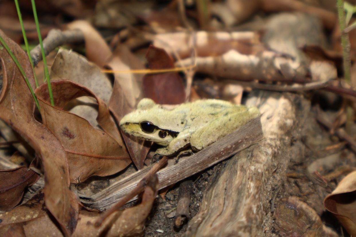 A close-up shot of a frog blending in with its surroundings. The frog is camouflaged among fallen leaves and branches.