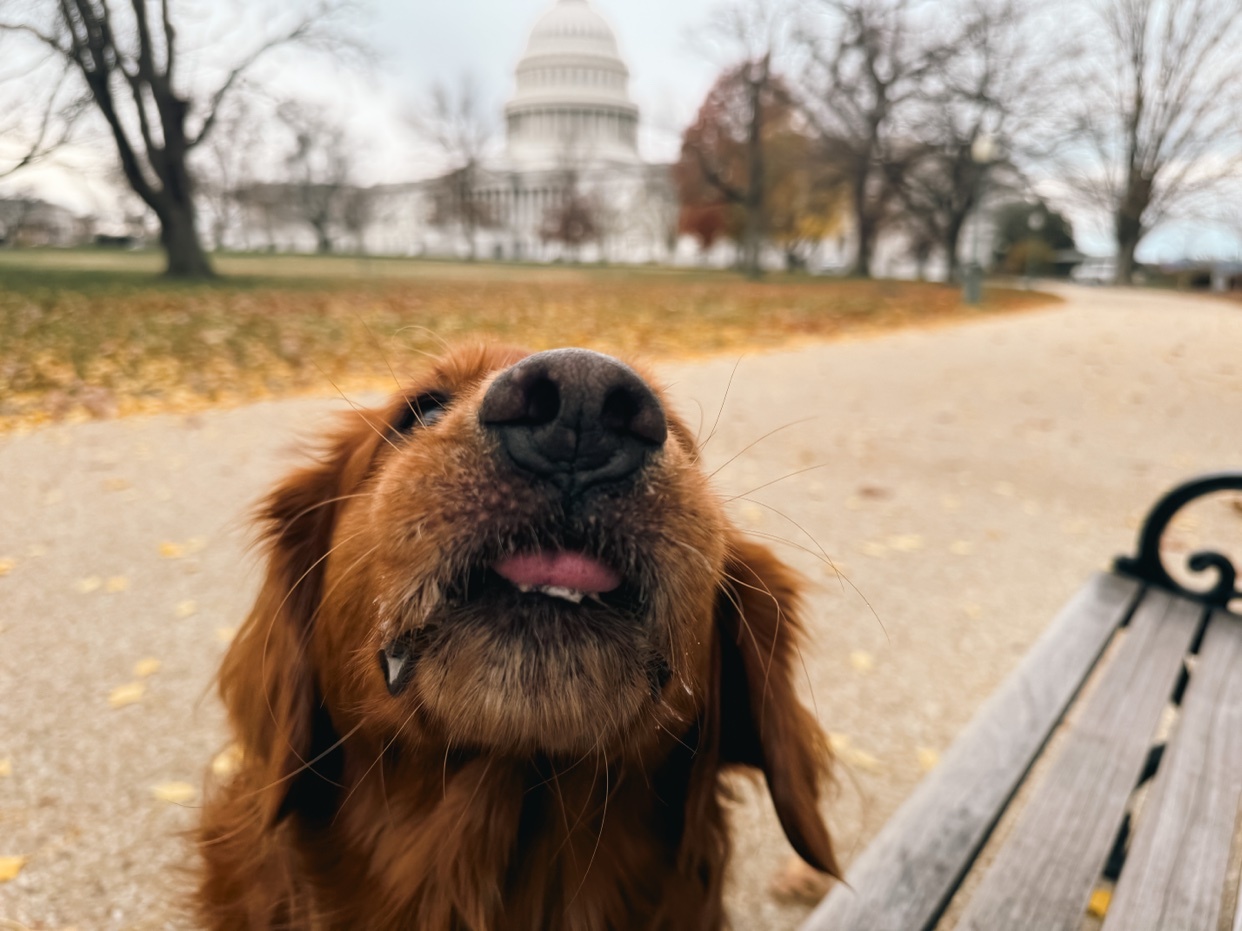 A close-up of a golden retriever's nose with the U.S. Capitol building in the background. The dog is in a park setting with fall foliage.