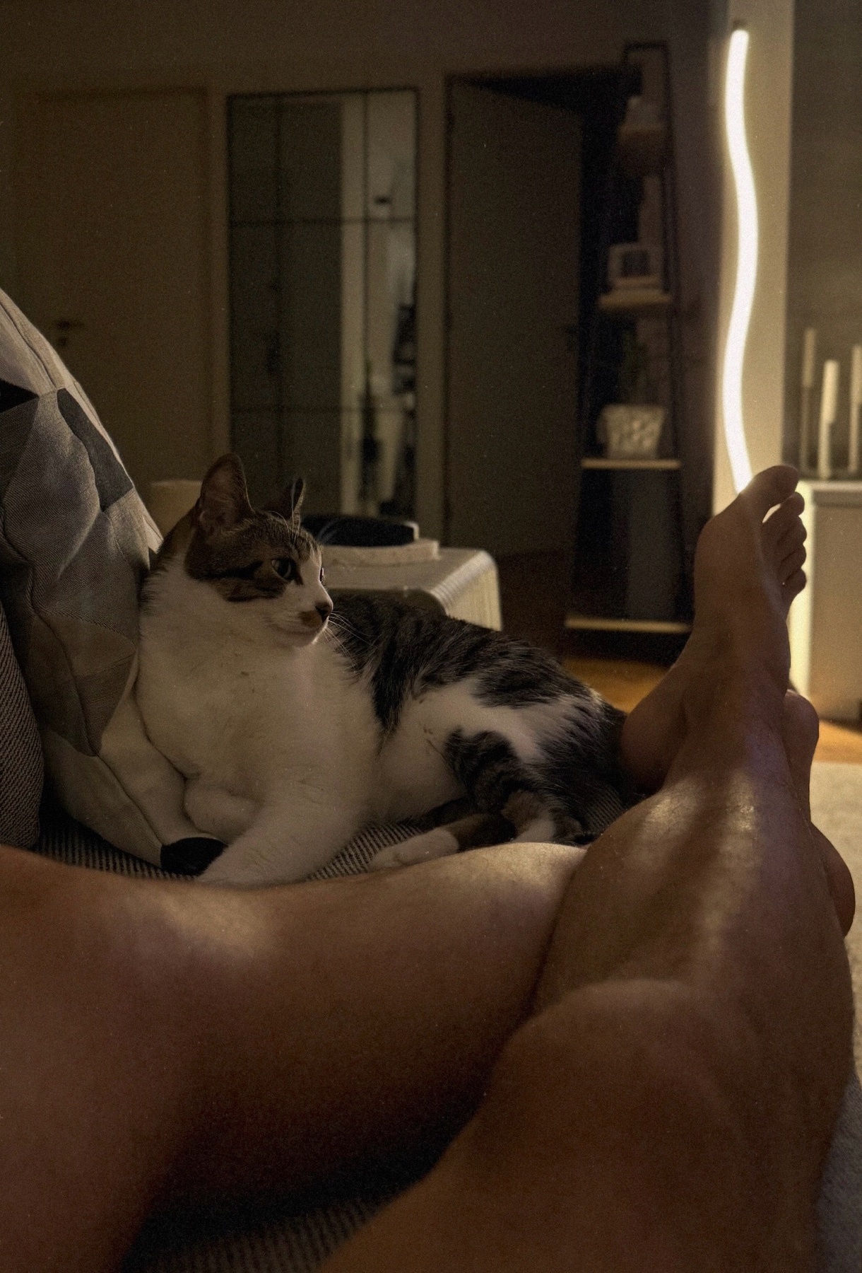 A cat rests on a couch next to a person's legs. The scene appears to be a cozy living room setting, suggesting a relaxed Sunday.