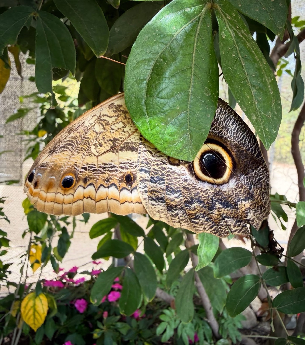 A close-up shot of a butterfly wing, designed to look like an owl's face, is nestled amongst green leaves. The intricate patterns on the wing create a realistic eye, a defense mechanism against predators.