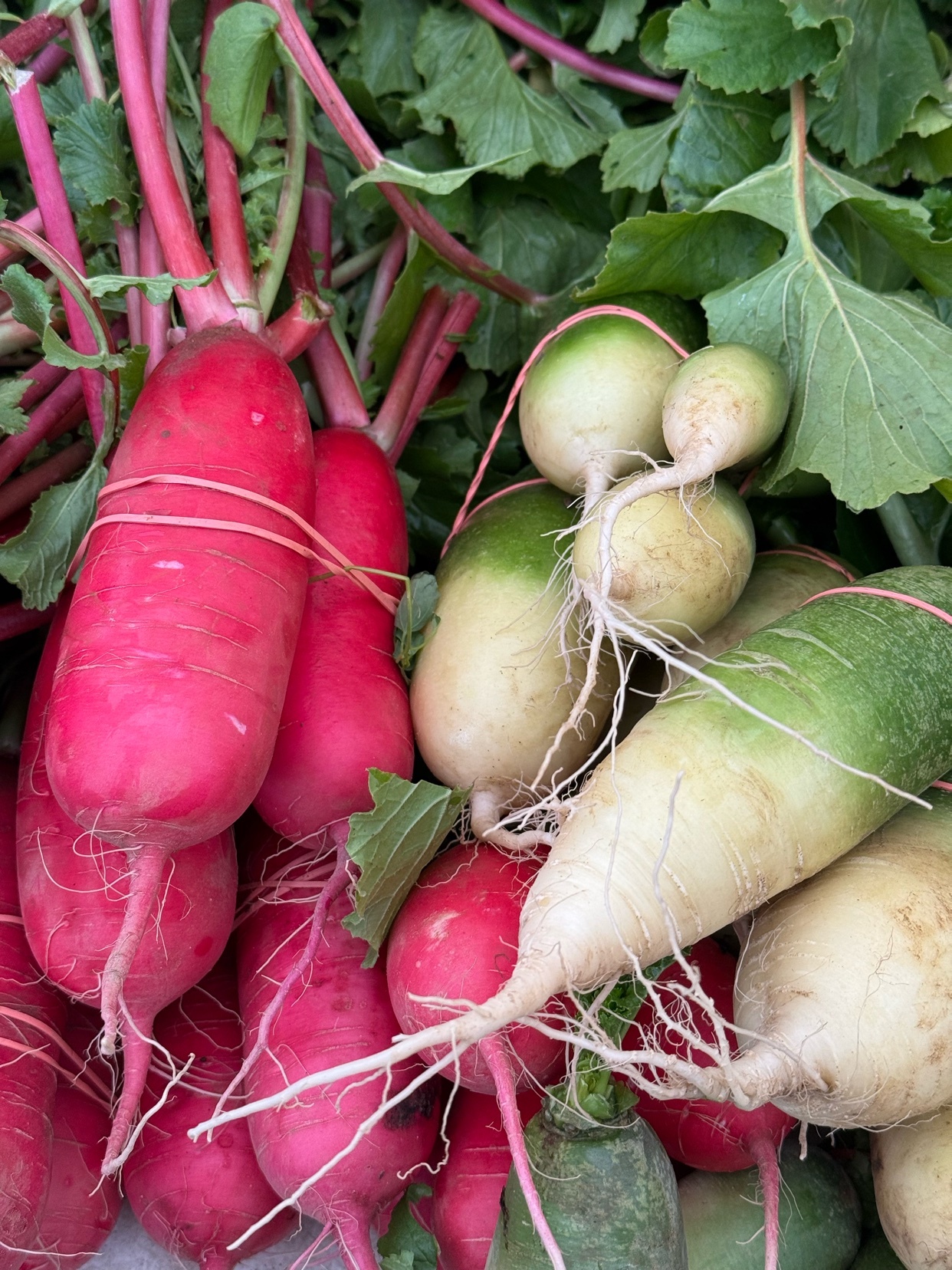 A close-up shot of a variety of radishes, showcasing their vibrant colors and textures. The image highlights the freshness and natural beauty of the produce.