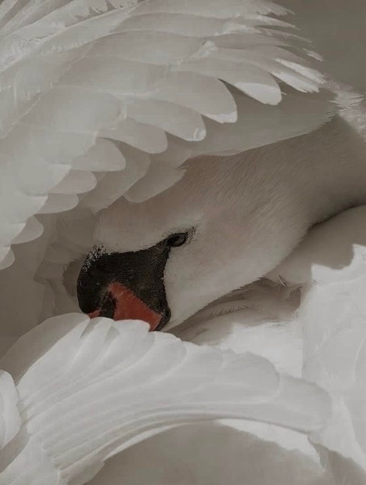 Photo by little.warri0r