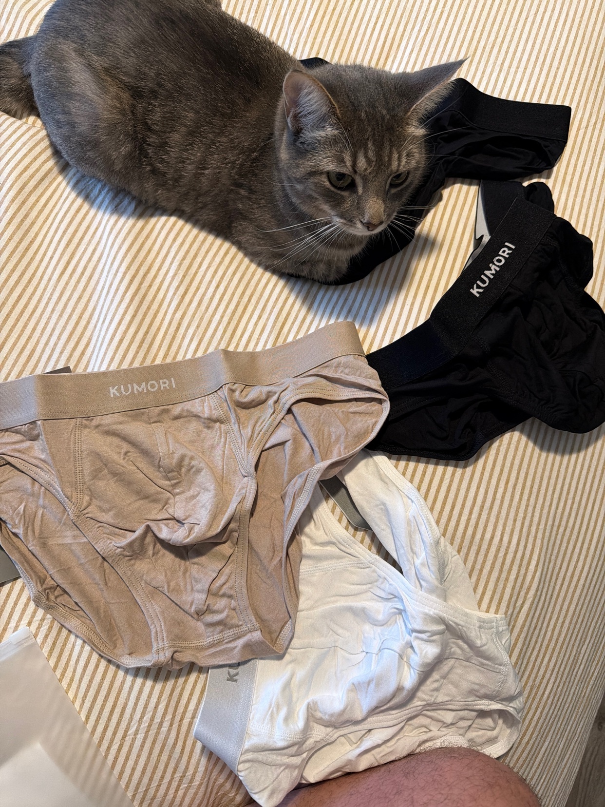 A gray cat sits on a bed next to underwear and socks. The cat is the focal point of the image.