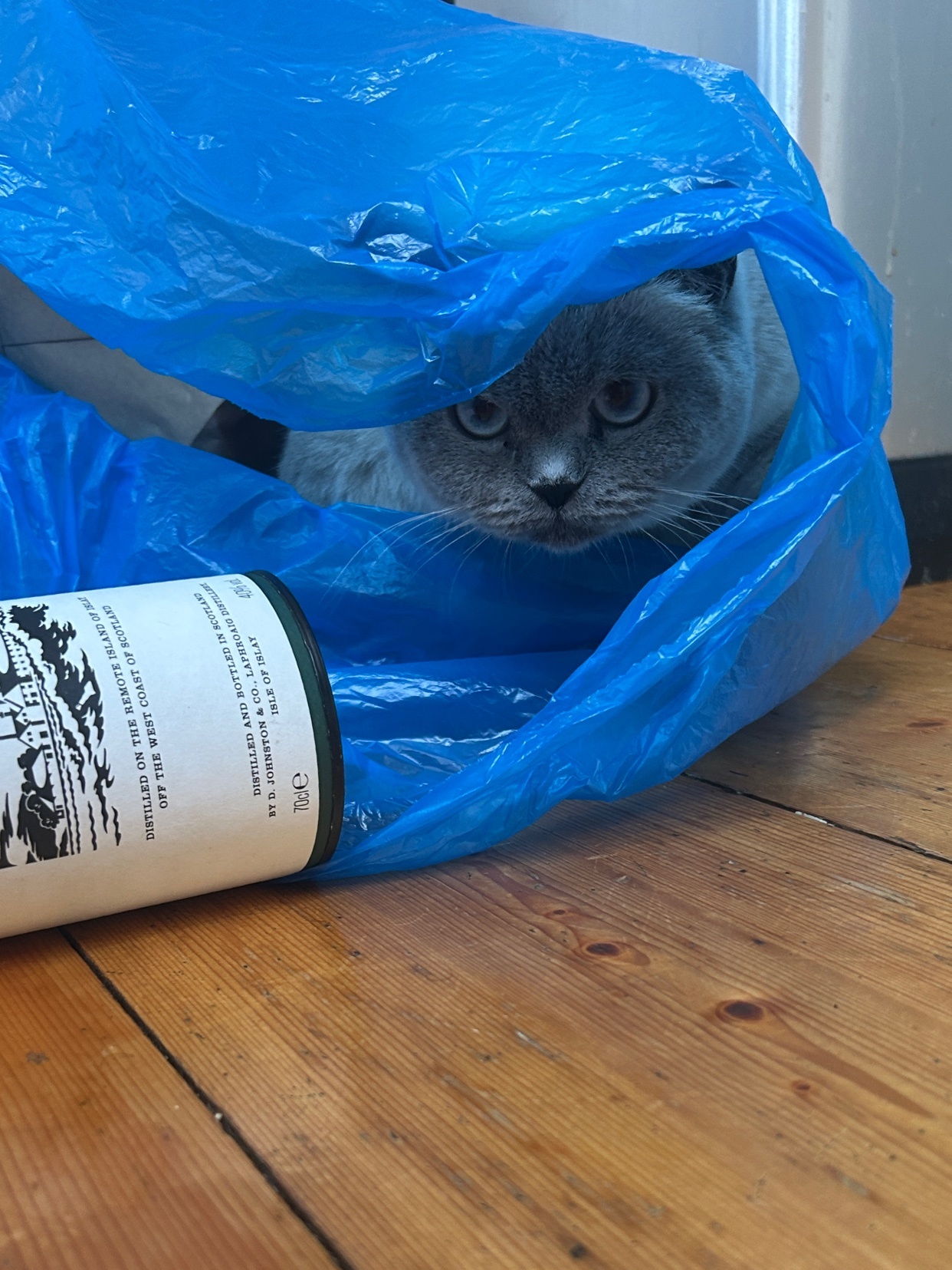 A fluffy grey cat with big blue eyes peeks out from inside a bright blue plastic bag. A bottle with a label is visible to the left of the cat.