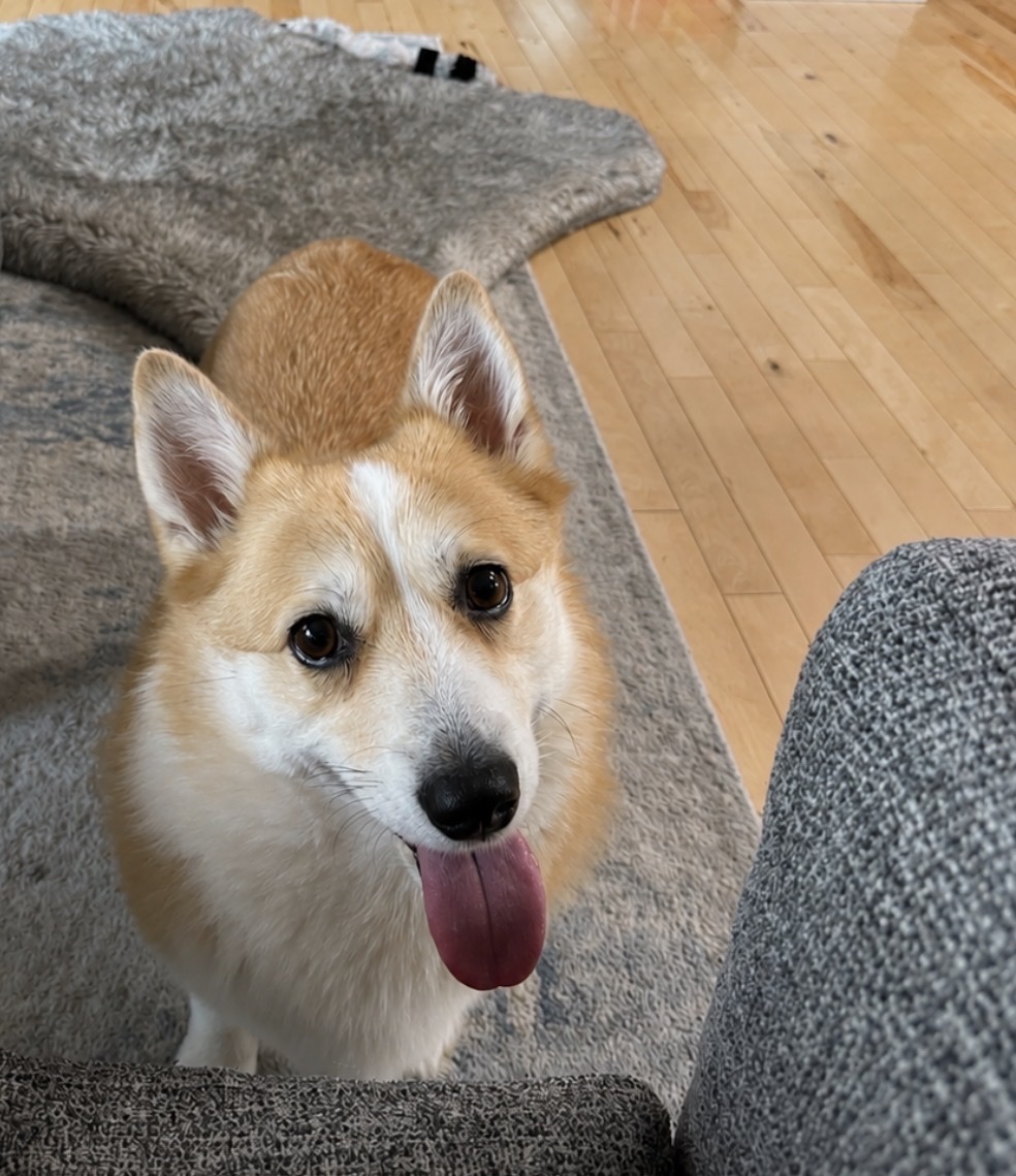 A close-up, high-angle shot shows a fluffy corgi dog with its tongue hanging out. The dog is sitting on a grey rug next to a couch, with hardwood floors visible in the background.