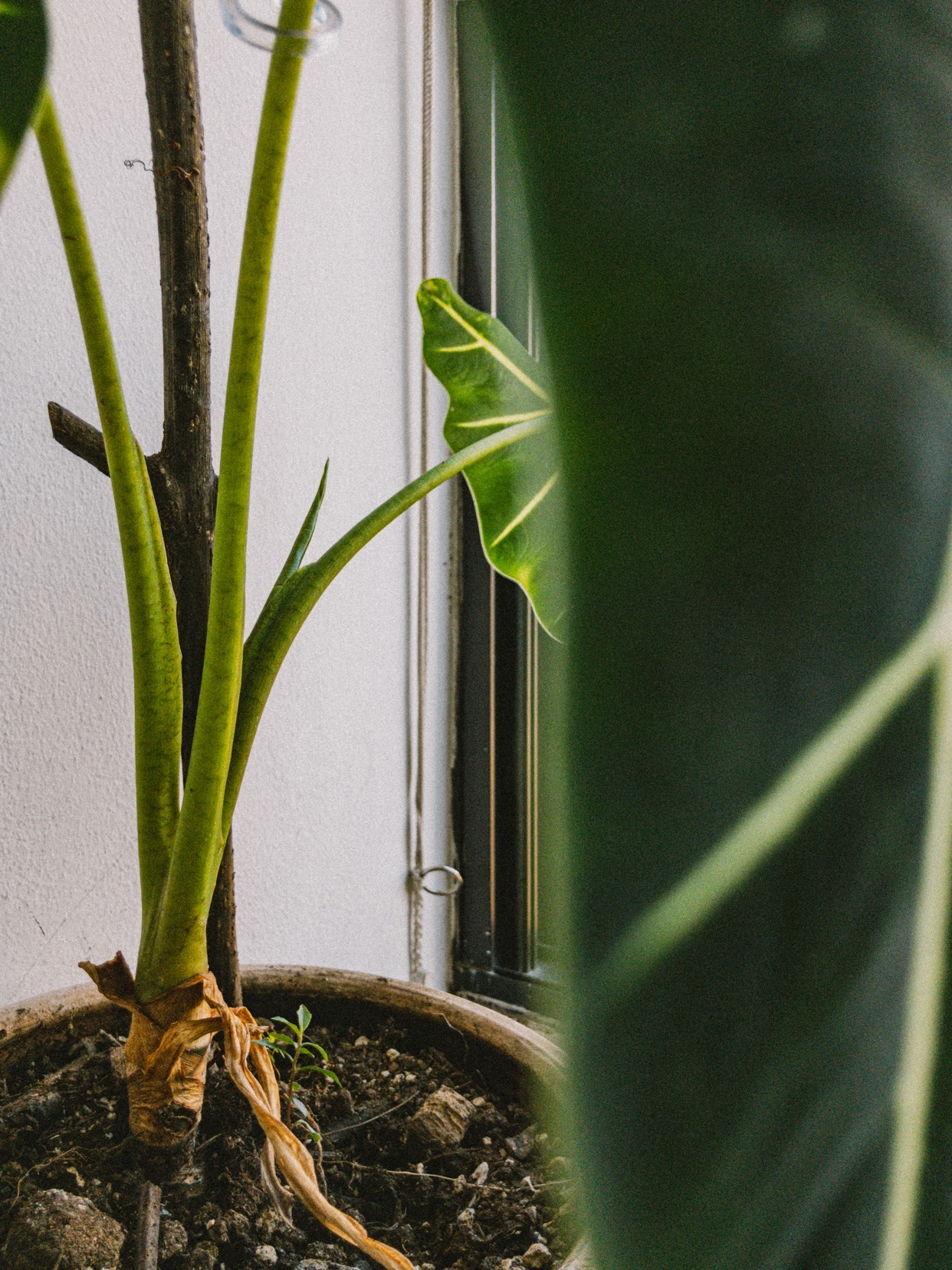 Photo by untiporaro__