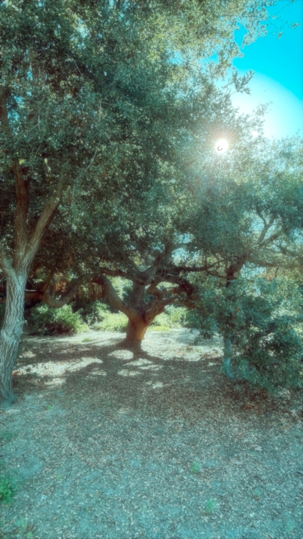 A large tree with lush green foliage is illuminated by the sun. The image captures a serene outdoor scene with shadows and sunlight.