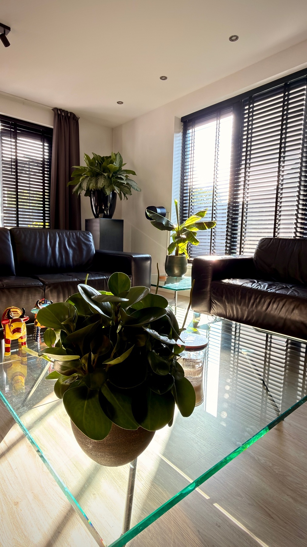 A modern living room with two black leather sofas and a large glass coffee table. Several potted plants are placed around the room, adding a touch of nature to the space.