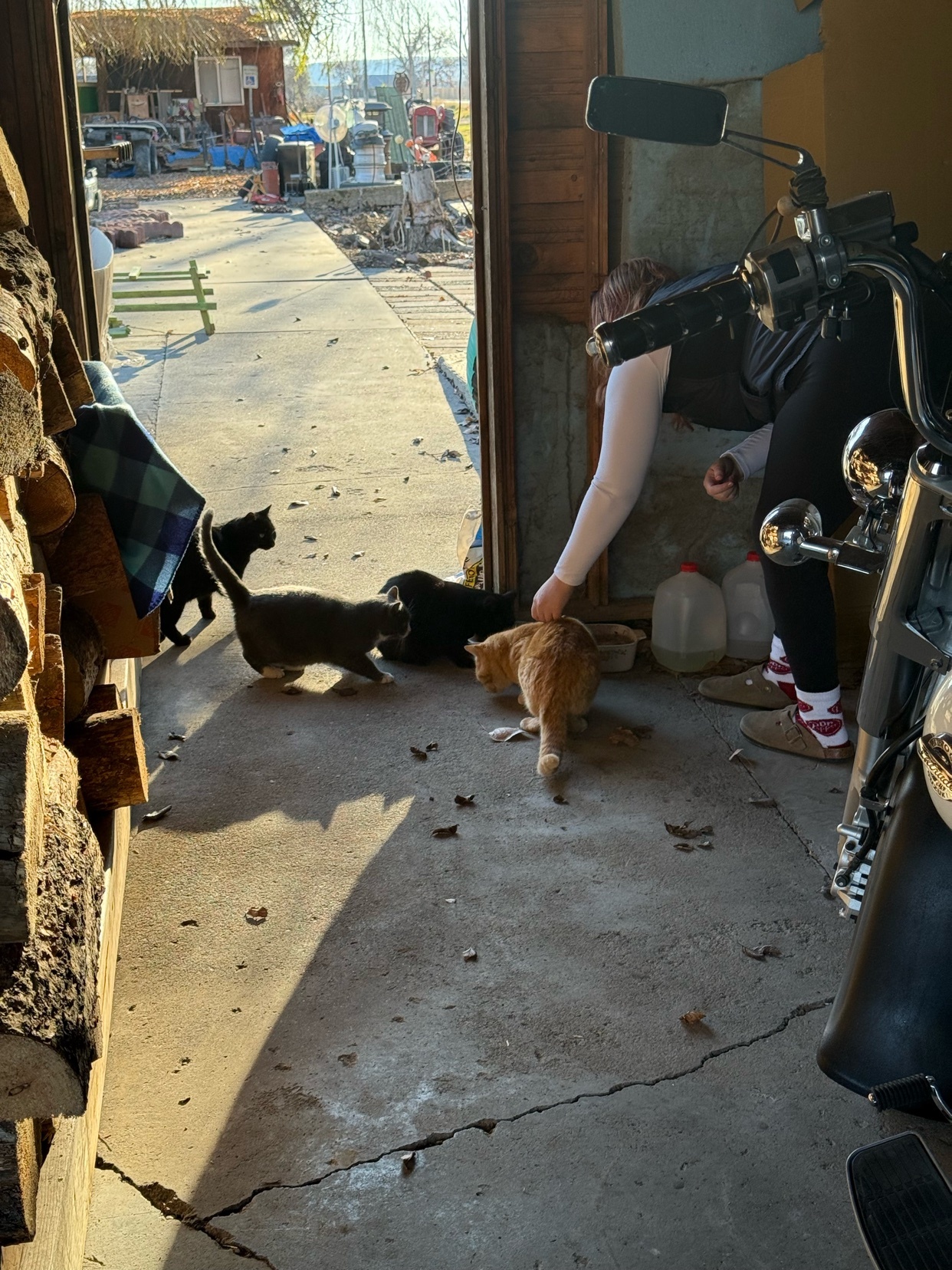 A woman feeds several stray cats in a garage. The cats are of various colors, including orange, black, and gray.
