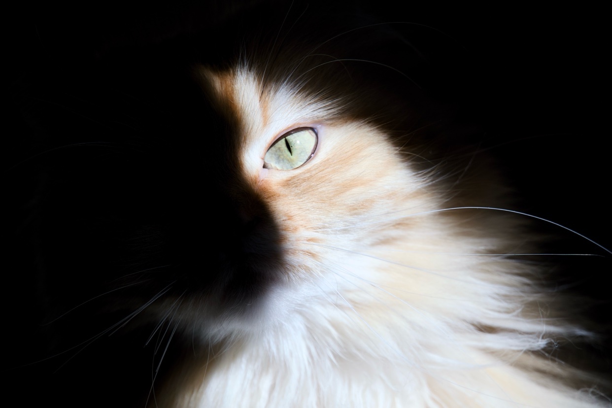 A close-up shot of a fluffy cat's face, with one eye illuminated by sunlight and the other half in shadow. The cat has striking green eyes and long whiskers.