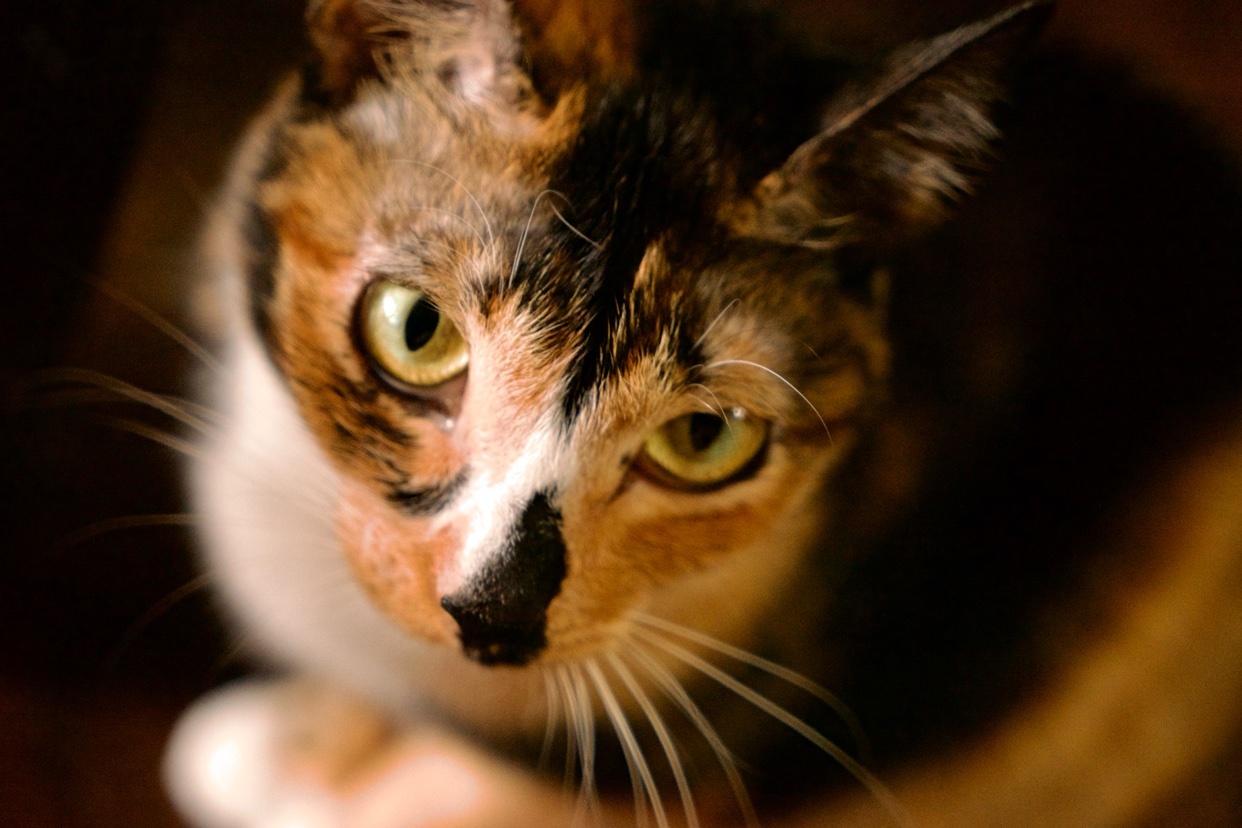 A close-up portrait of a calico cat looking up. The cat has a mix of orange, black, and white fur.