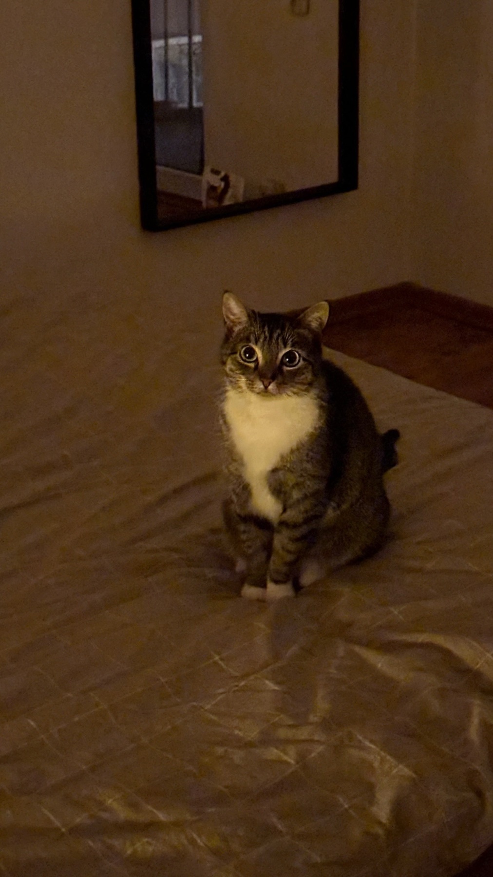 A cat sits on a bed, looking directly at the camera. A mirror in the background reflects the cat and the room.