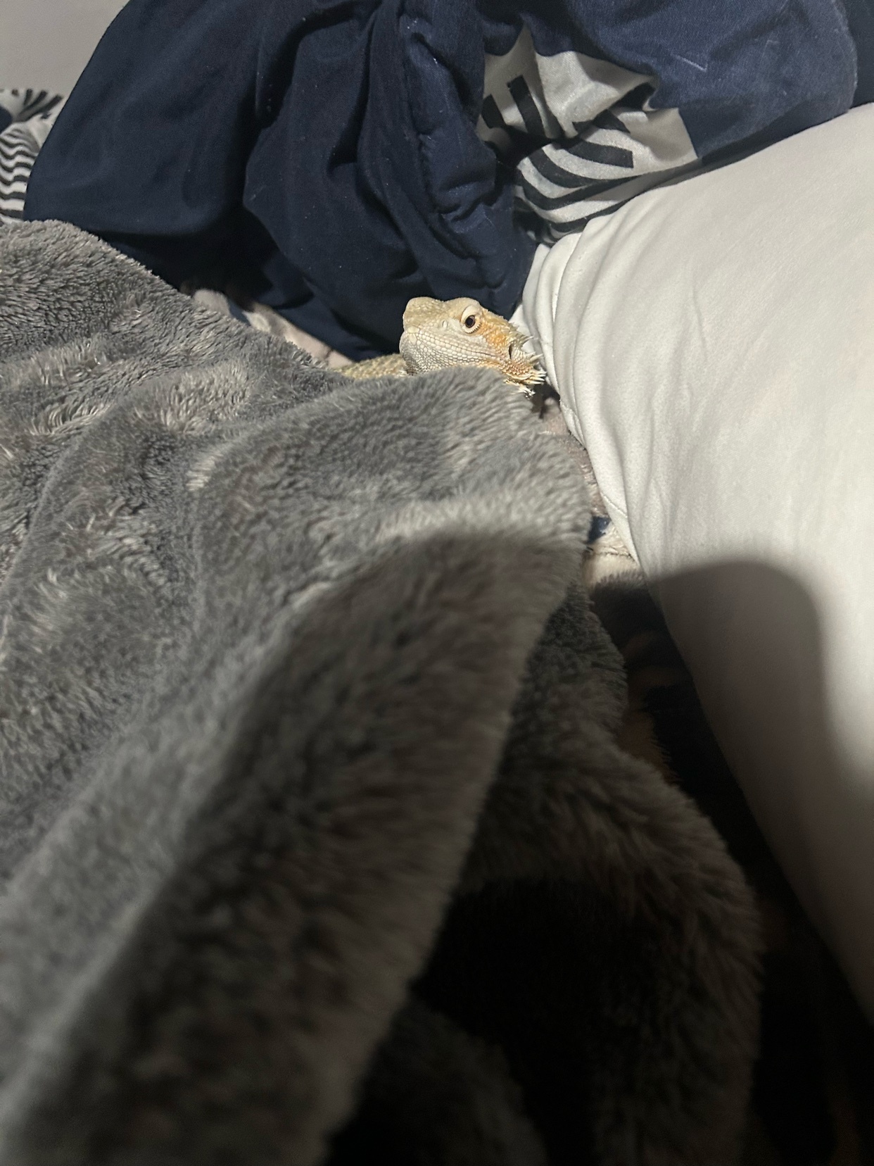 A close-up photo of a bearded dragon peeking out from under a gray blanket. The lizard is the focal point, with its head and eyes visible.