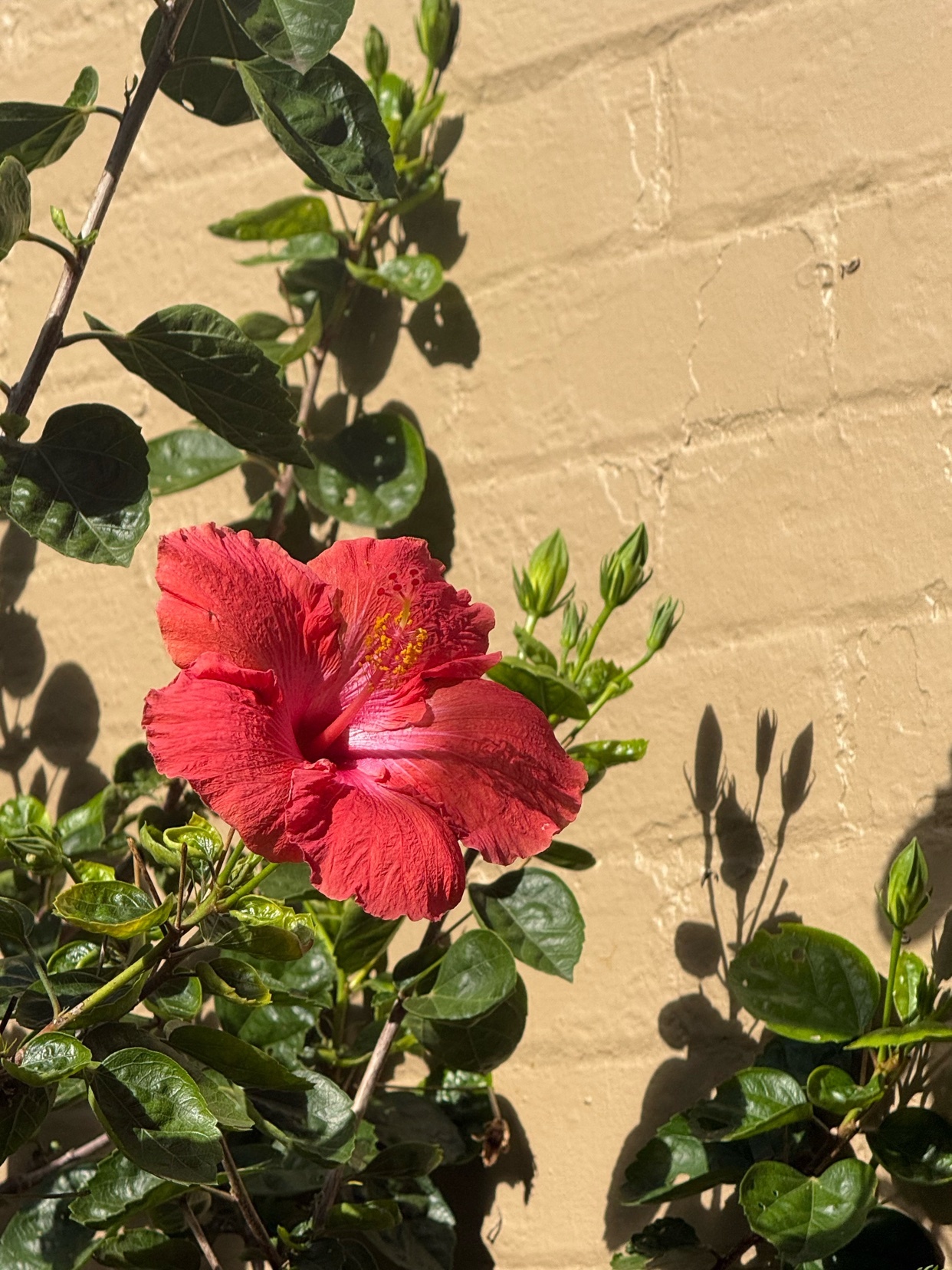 A close-up shot captures a vibrant red hibiscus flower in full bloom, its petals unfurling against a textured, light yellow wall. Lush green leaves and unopened buds surround the flower, with dappled sunlight casting intricate shadows on the wall.