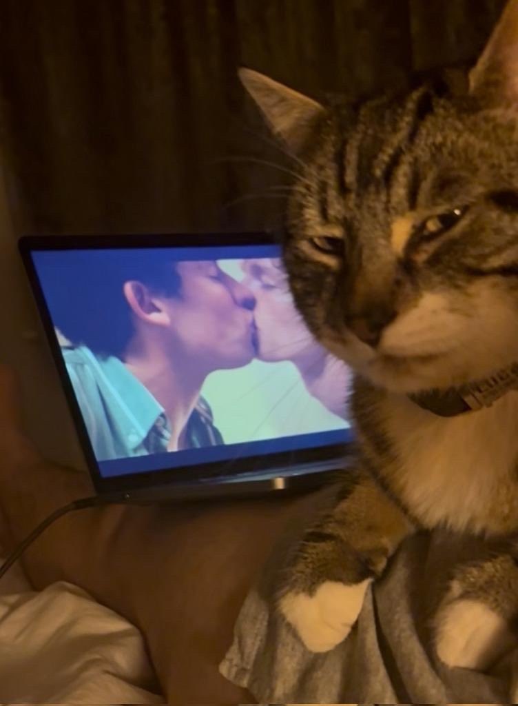 A tabby cat sits in front of a laptop screen displaying two men kissing. The cat looks towards the camera with a somber expression.