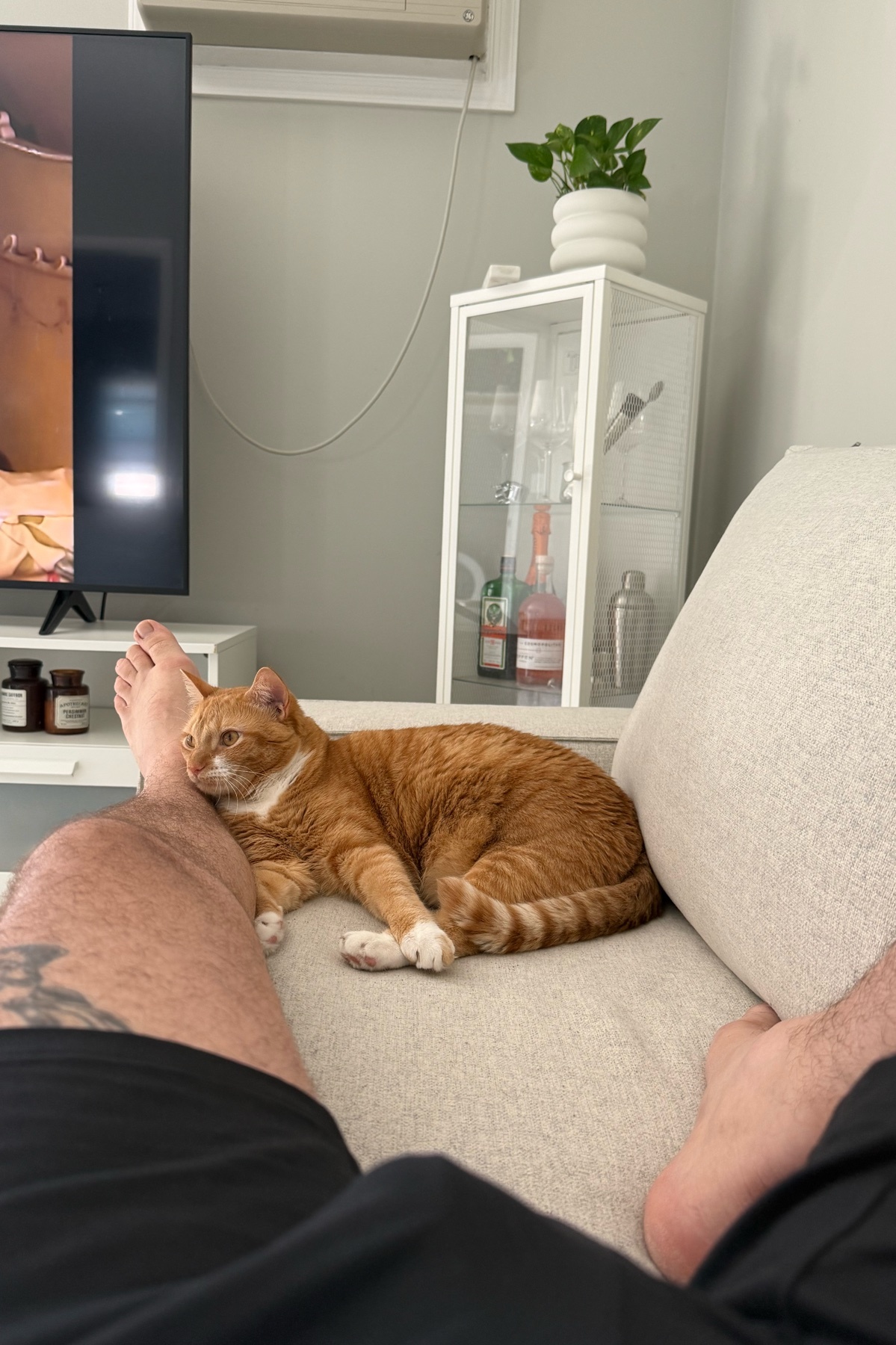 An orange cat rests on a couch next to a man's leg. A television and a small cabinet with a plant are visible in the background.