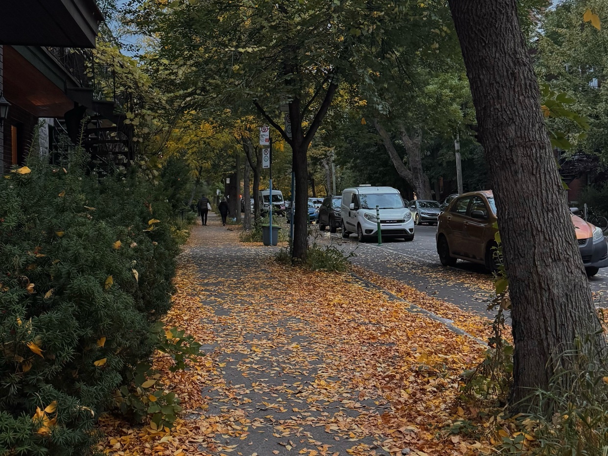 A sidewalk is covered in fallen leaves on a tree-lined street in autumn. Cars are parked along the curb, and a few people are walking in the distance.