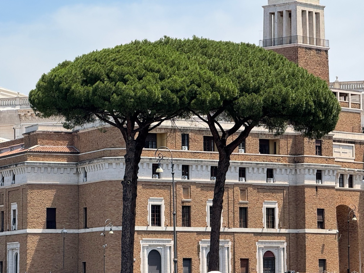 Two large umbrella pine trees stand in front of a tan brick building with white trim and many windows. The sky is blue with a few wispy clouds.