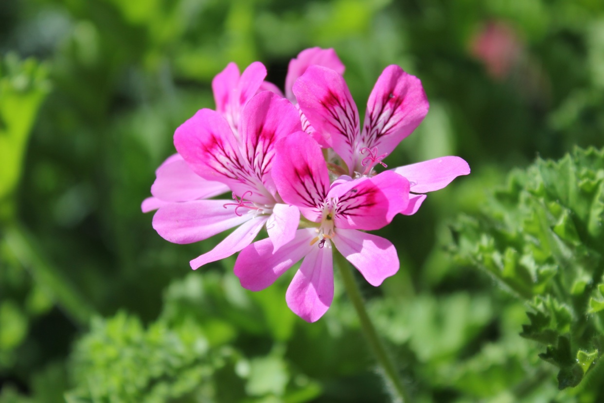 Photo by chrisgardener