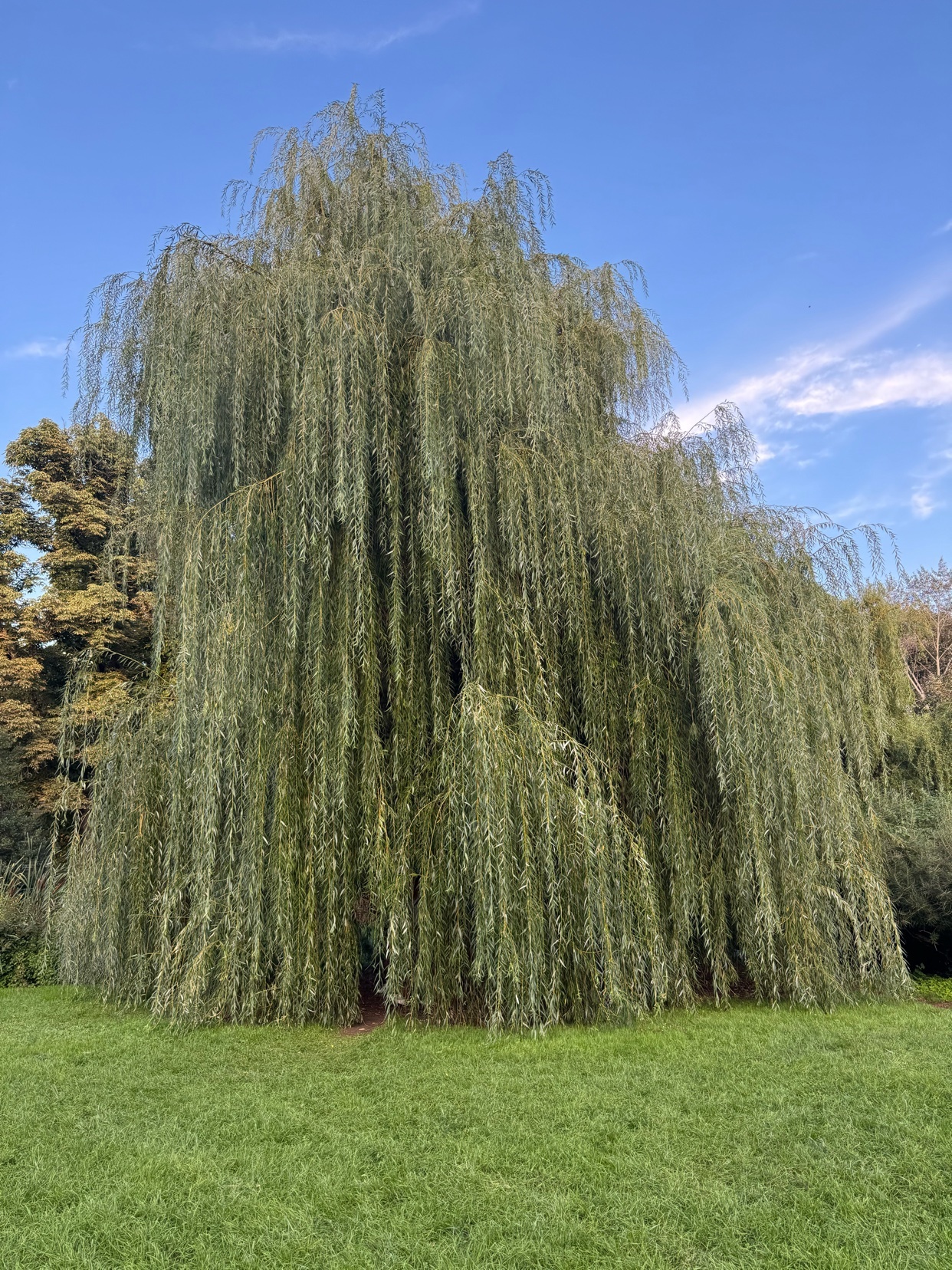 A large weeping willow tree stands tall in a grassy park under a clear blue sky. Its long, flowing branches create a dramatic, curtain-like effect, reaching almost to the ground.