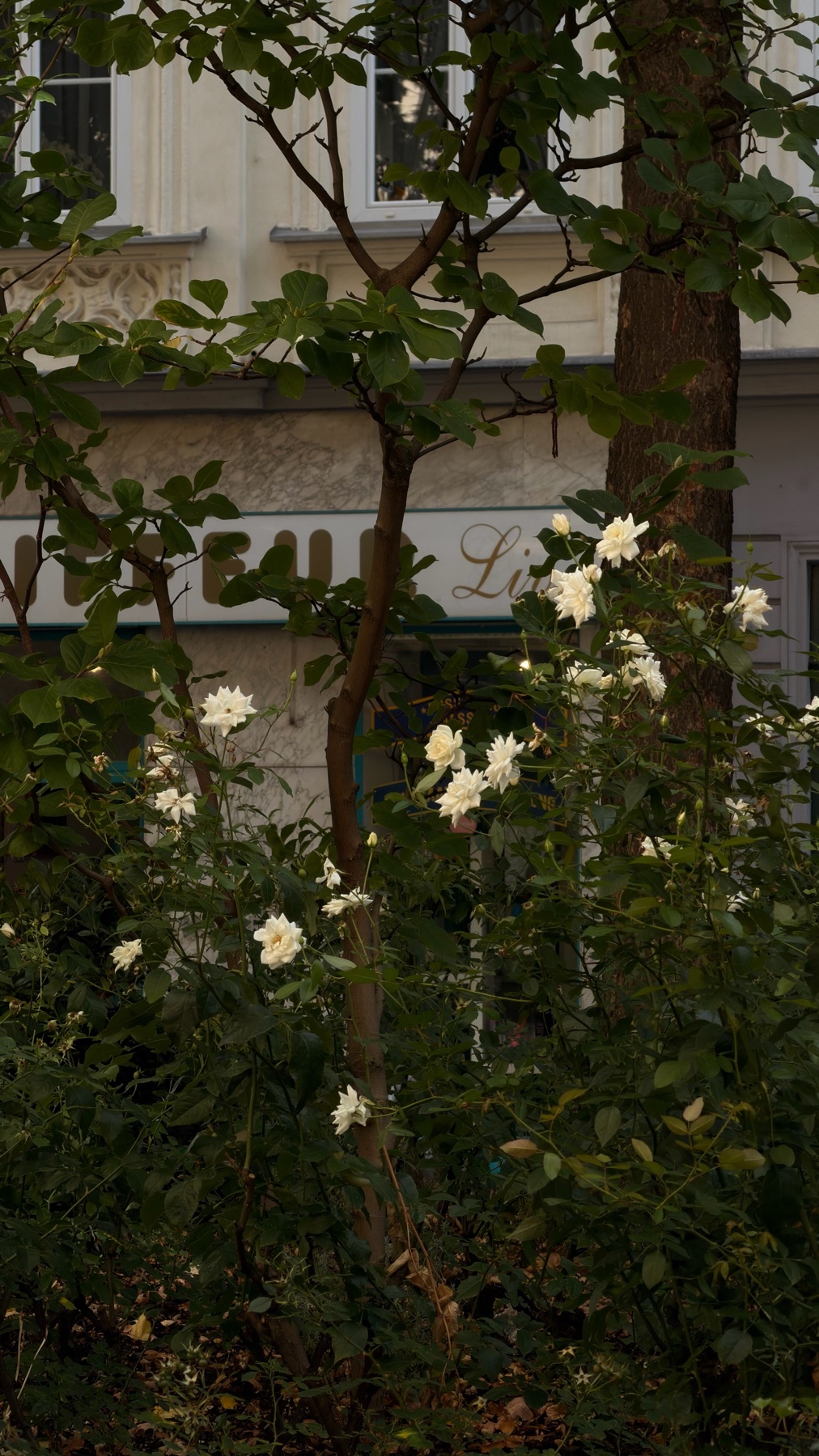 Photo by mostlyval