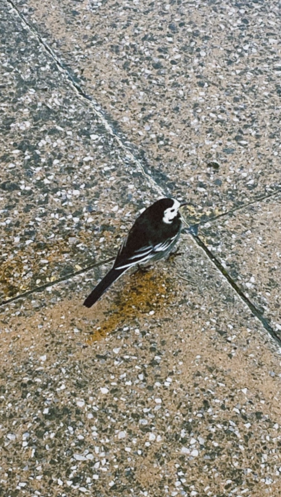 A close-up shot of a white wagtail bird perched on a textured surface. The bird is in sharp focus, showcasing its distinctive black and white plumage.