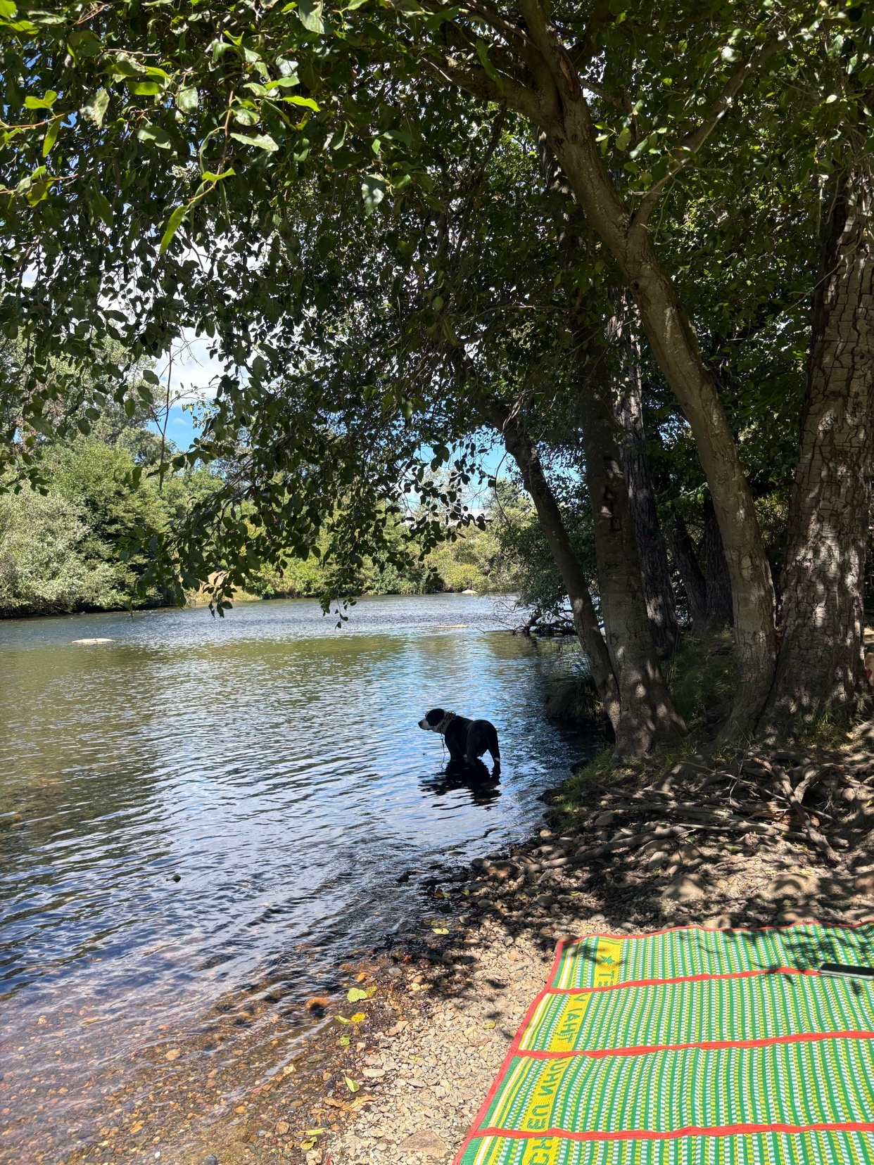 A black dog stands in the shallow water of a river, its reflection visible on the surface. Lush green trees line the bank, casting shadows on the sandy shore where a striped mat lies.