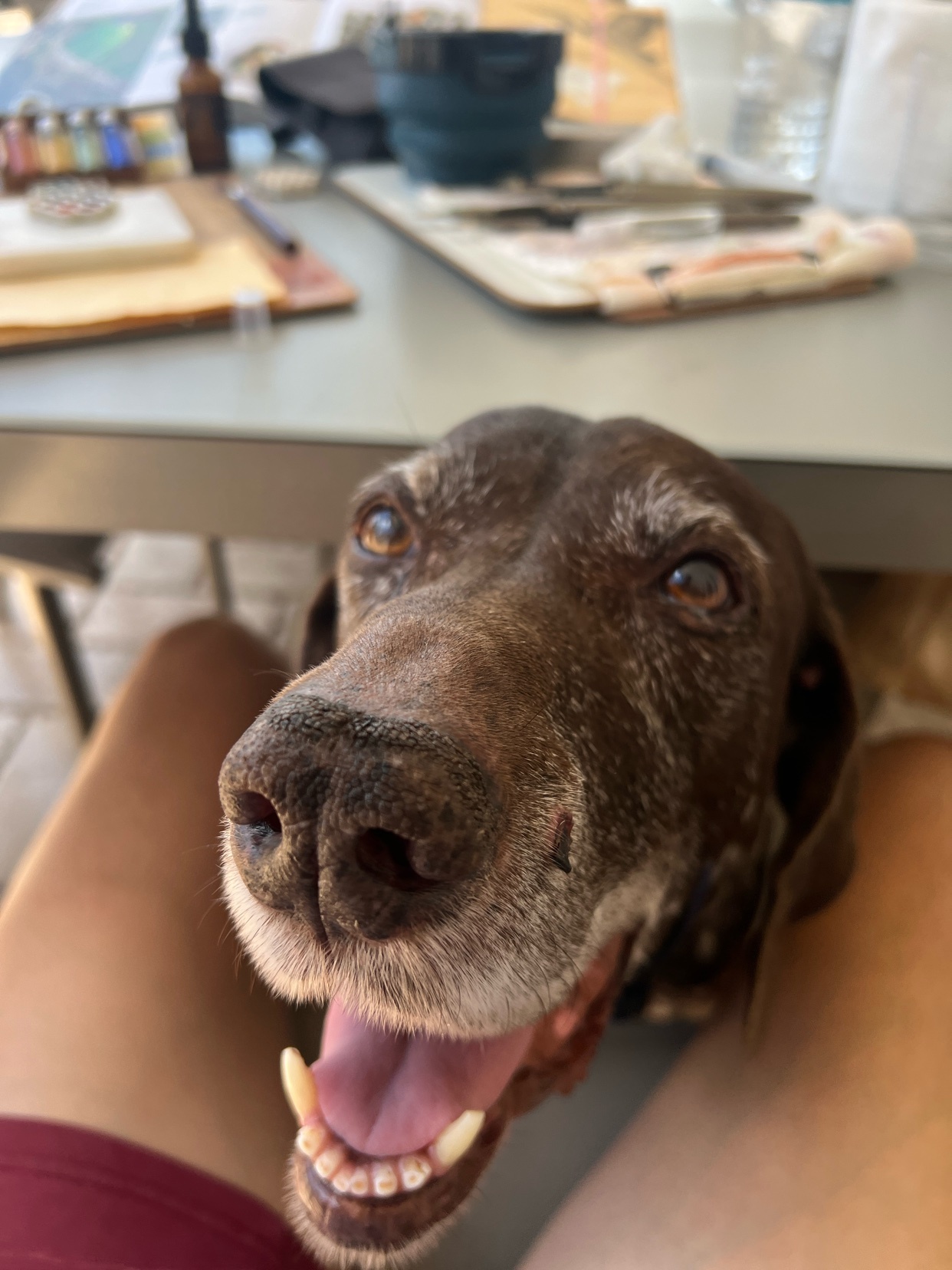 A close-up, low-angle shot of a senior German Shorthaired Pointer's face as it looks up at the camera. The dog's mouth is open, showing its tongue and teeth, and its brown fur is visible around its muzzle and eyes. The background is blurred, showing